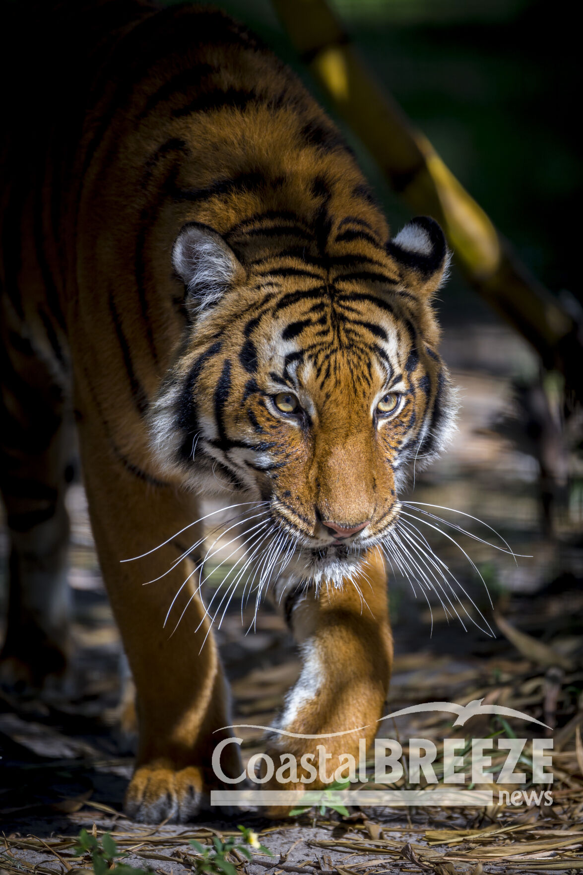 5. Save the rare and magnificent Malayan Tiger.JPG